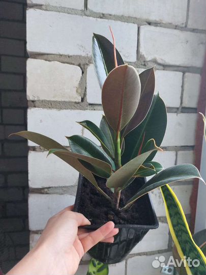 Фикус Мелани