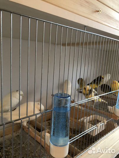 Канарейки (yorkshire)