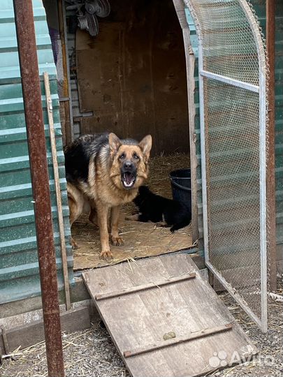 Щенки немецкой овчарки