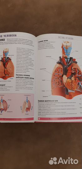 Тело человека