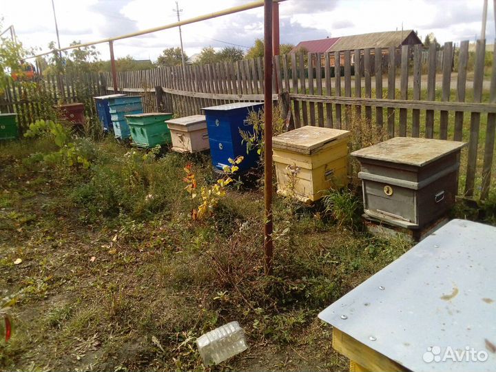 Пчёлы, ульи, пасека