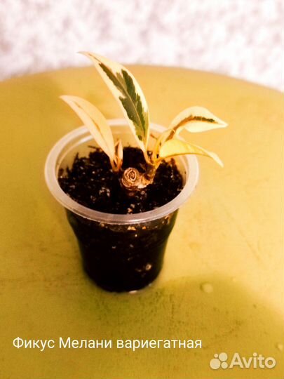 Баттерфляй сингониум