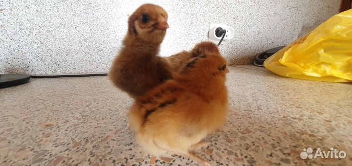 Куры несушки суточные и подрощенные