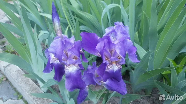 Ирисы