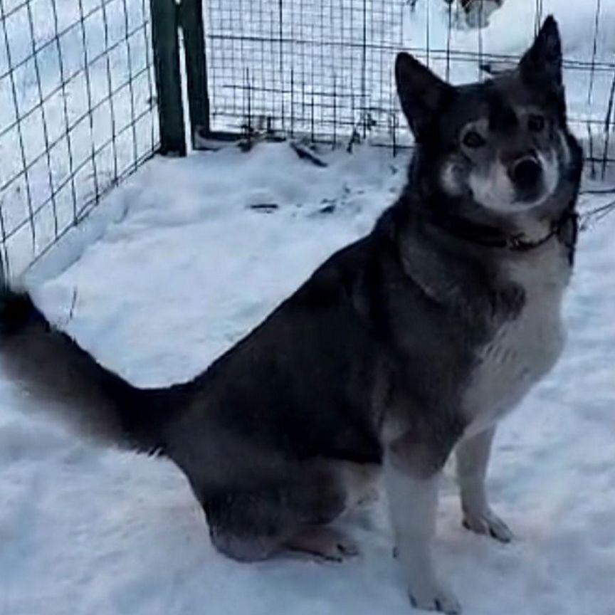 Собака похожая на хаски в добрые руки