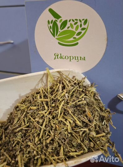 Якорцы стелющиеся от простатита