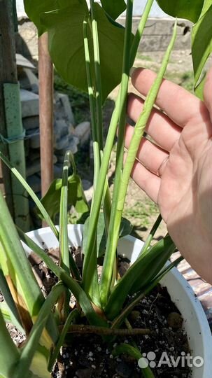 Монстера деликатесная