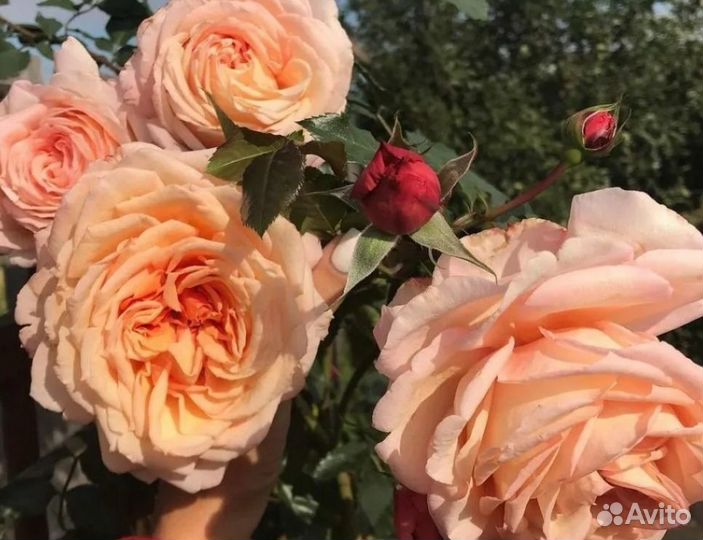 Розы плетистые саженцы