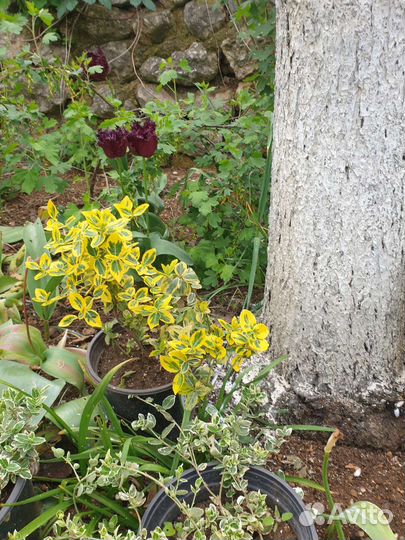 Бересклеты