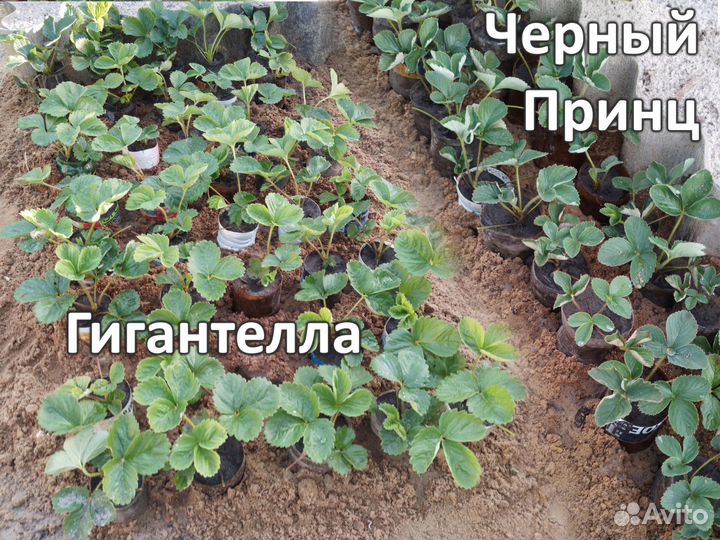 Гигантелла и Черный принц (без баночек)