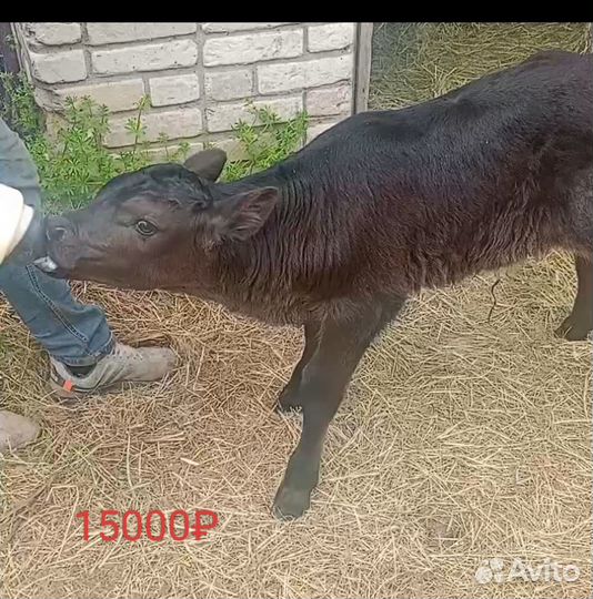 Телята бычки