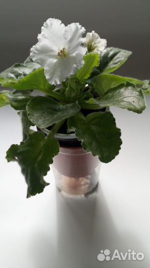 Сортовые фиалки