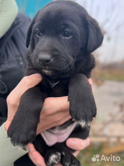 Щенок помесь лабрадора