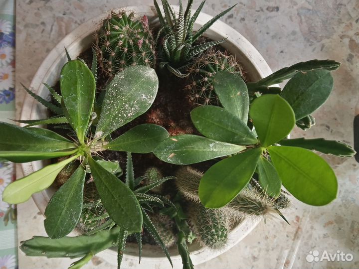 Кактусы и суккуленты