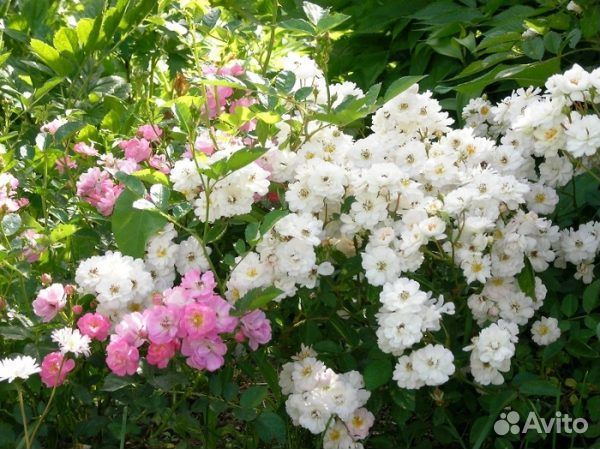 Слива, арония, шиповник, роза, гортензия