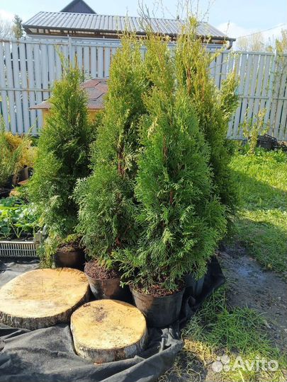 Туя смарагд