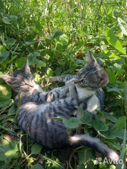 Коты в добрые руки