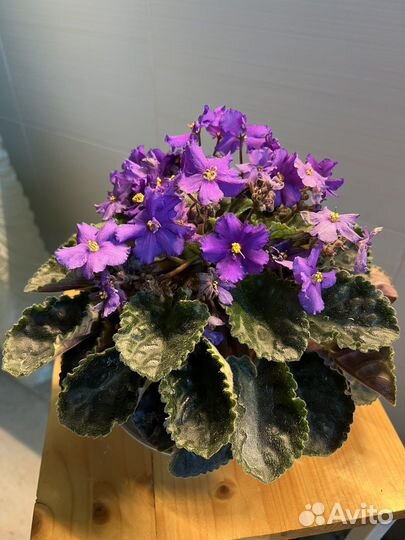 Фиалка, растение, цветы комнатные