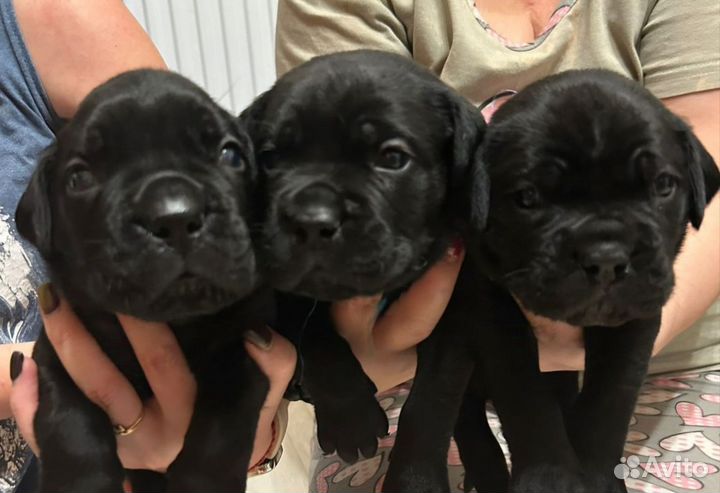 Щенки кане корсо