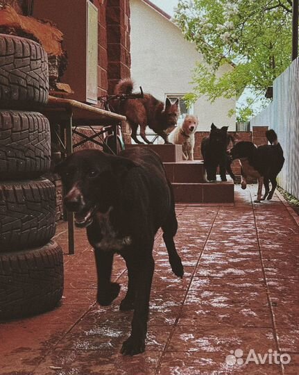 Собака в добрые руки