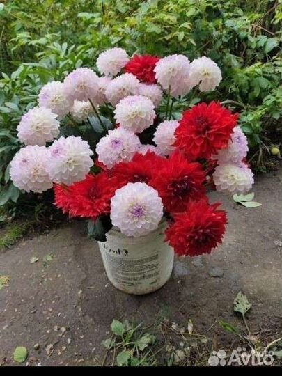 Георгины клубни. Деленка. сорт Эвелин