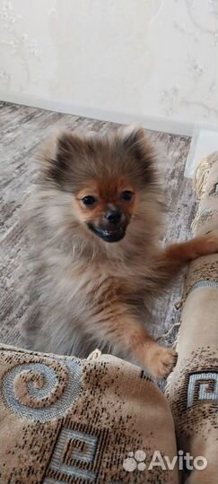 Щенок шпица мальчик