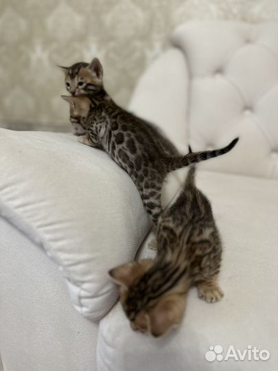 Бенгальские котята
