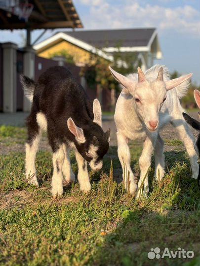 Козлята