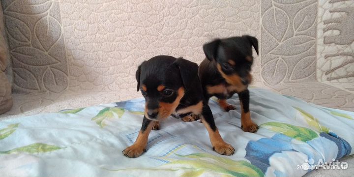 Той-терьер щенки