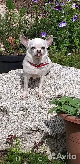 Передержка животных, гостиница для собак и кошек