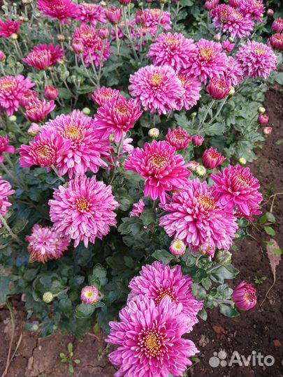 Многолетние цветы