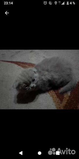 Британская кошечка