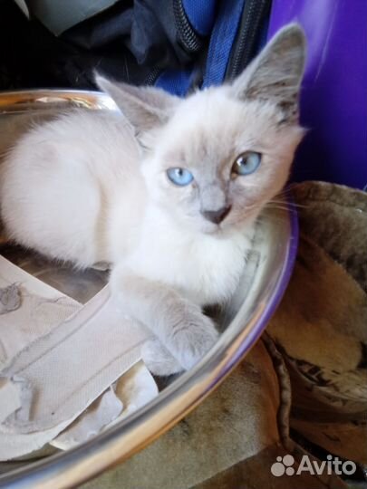 Сиамская кошка, 4 месяца