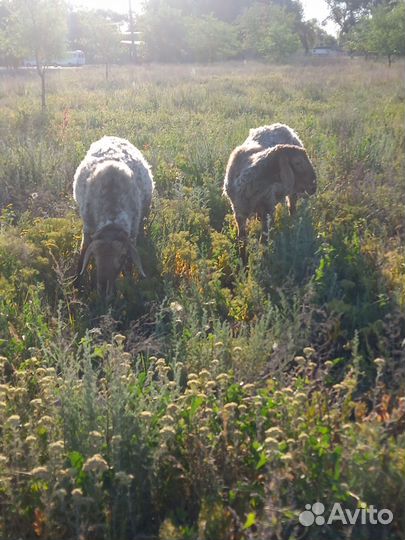 2 гиссара мясного типа -курдюк небольшой1,2года