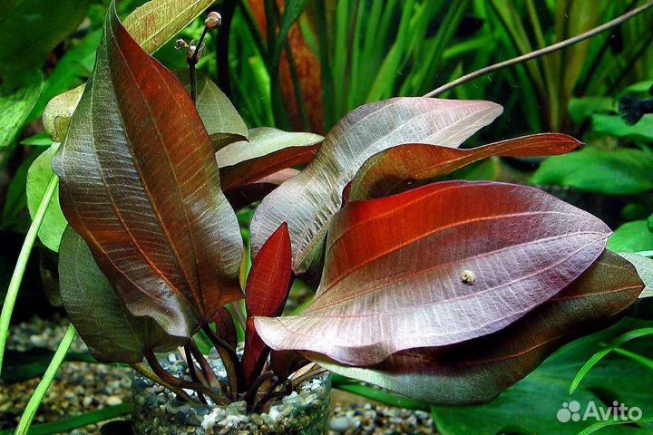 Сортовые эхинодорусы и нимфеи