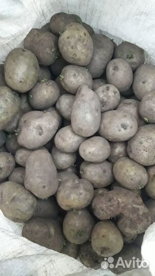 Семенной картофель адретта