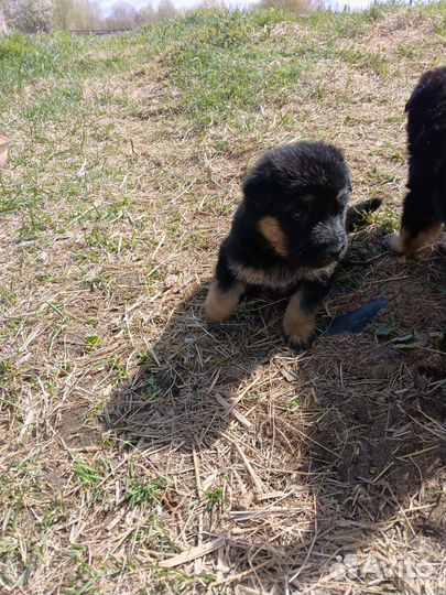 Щенки немецкой овчарки