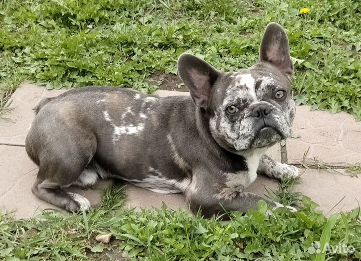 Французский бульдог кобель вязка