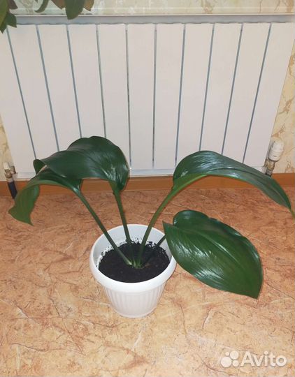 Комнатные растения