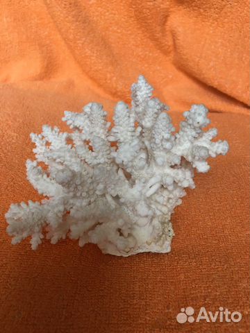 Карала с моря и ракушки