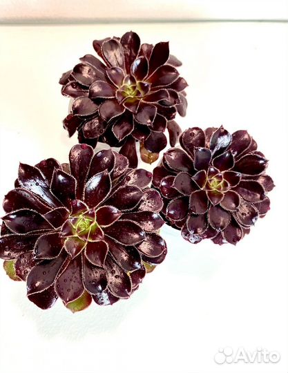 Эониум черный древовидный / отправка почтой