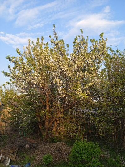 Дача 39 м² на участке 6 сот.