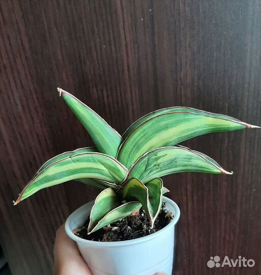 Сансевиерия robusta yellow var