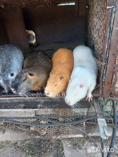 Нутрия,мясо