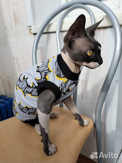 Канадский сфинкс