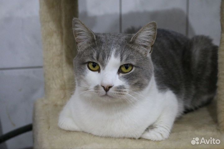 Молодой кот