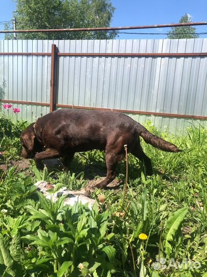 Вязка лабрадор