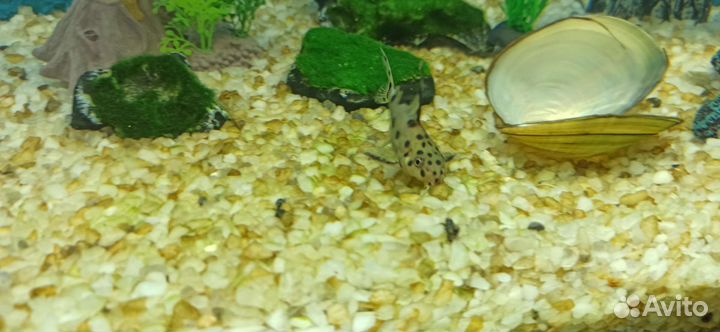 Сом синодонтис