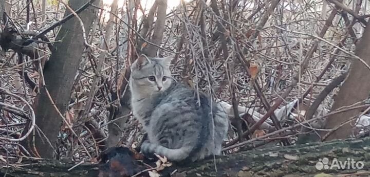 Кошки в добрые руки бесплатно
