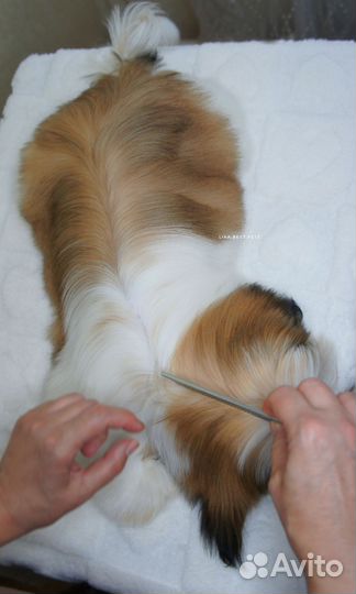 Кукольная девочка ши-тцу РКФ